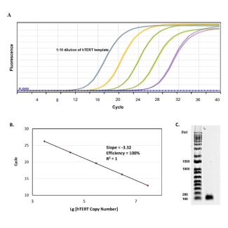 Quality assessment of hTERT primer set. (A) qPCR amplification curves using
serially diluted hTERT template. (B) Derivation of qPCR efficiency of hTERT primer set. (C) Separation of hTERT qPCR product by gel electrophoresis.