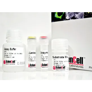 L-Lactate Assay
