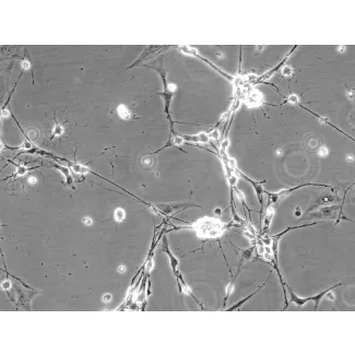Mouse Neurons-spinal cord (MN-sc) - Phase contrast, 200x.
