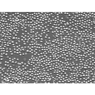 Mouse Splenocytes (MS) – Relief Contrast, 400x
