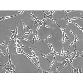Rat Schwann Cells (RSC) - Phase contrast, 200x.
