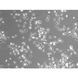 Rat Splenic Macrophages (RSMa)-Phase Contrast, 100x.
