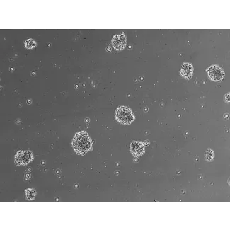 Ready-to-use 3D human BBB spheroids at 24 hours after thawing

