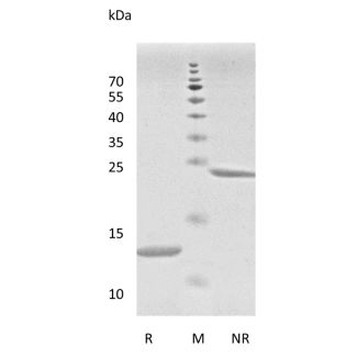 Recombinant Human Transforming Growth Factor-β1 