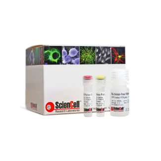 Relative Rat Telomere Length Quantification qPCR Assay Kit