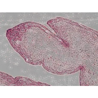 Safranin O Staining Kit