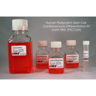 人多能干细胞（hPSC）心肌细胞分化试剂盒，50 mL