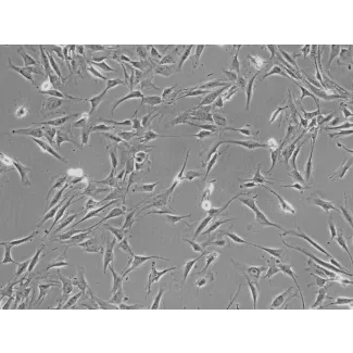 人源肾上腺皮质细胞（HAdCC）- 相差显微镜，200×
