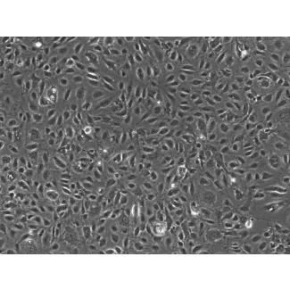 人睾丸内皮细胞（HTEC）- 相差显微镜，100×
