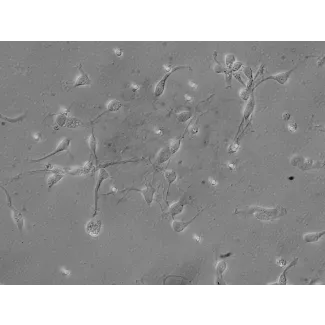 人脑干神经元（HN-bs）- 浮雕相差显微镜，400×
