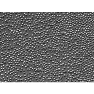 大鼠淋巴单核细胞（RLMC）– 浮雕对比，400×
