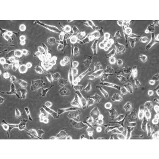 大鼠肝巨噬细胞（RHMa）相差显微图像，200×