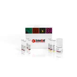 小鼠端粒长度与线粒体DNA拷贝数双重绝对定量 qPCR 检测试剂盒