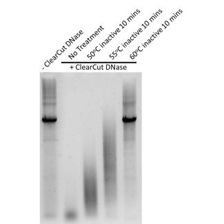 将2 μg双链DNA与不同处理条件的ClearCut DNase在37°C下孵育1小时。

