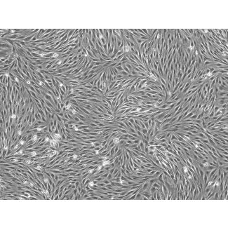 牛脑微血管内皮细胞（BBMEC）- 相差显微镜，100×
