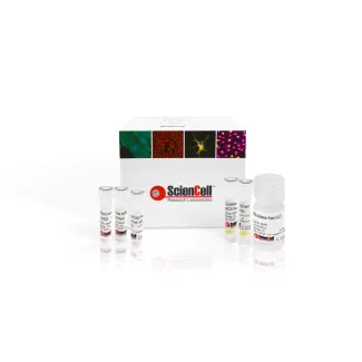 Absolute Mouse Mitochondrial DNA Copy Number Quantification qPCR Assay Kit