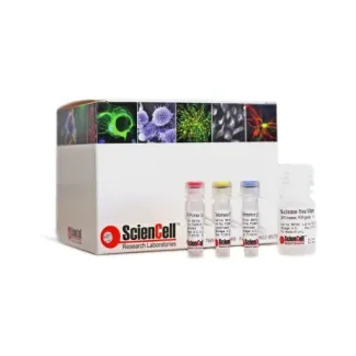 Absolute Pig Telomere Length Quantification qPCR Assay Kit