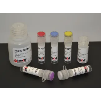 Aldehyde Dehydrogenase Assay