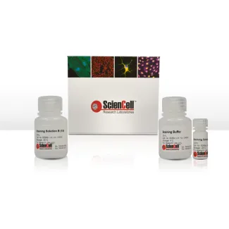 Alkaline Phosphatase Staining Assay