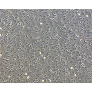 Bovine Oral Fibroblasts (BOF) - Phase Contrast, 100X