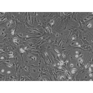 小鼠肝星状细胞（MHSteC）相差显微图像，100×
