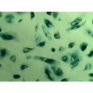 Cell Senescence Assay