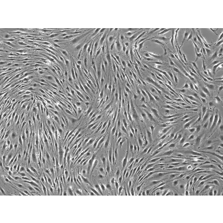 Day 3 100X