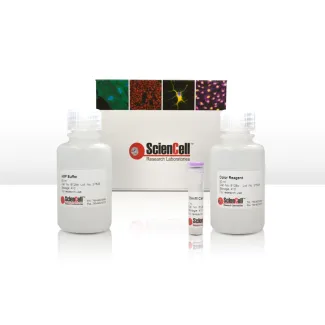 Colorimetric Calcium Assay