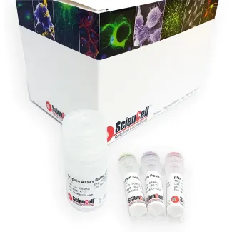 Colorimetric Trypsin Activity Assay