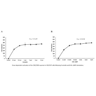 CRE/CREB Dual Reporter Vector