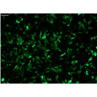 GFP expression in HEK293T cells transfected with the CRE/CREB GFP Reporter Vector after pathway activation (100x)
