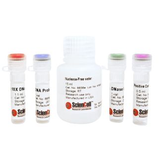 Figure 1. A typical of a DNA probe standard measured with ScienCell DNase Activity Assay.