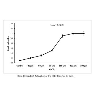 HRE Dual Reporter Vector