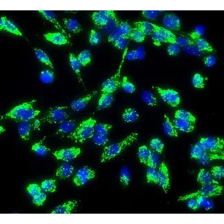 Human Aortic Endothelial Cells (HAEC) - Immunostaining for vWF, 200x.