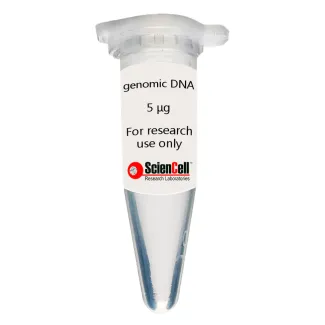 Human Cardiac Fibroblast-fetal atrial Genomic DNA