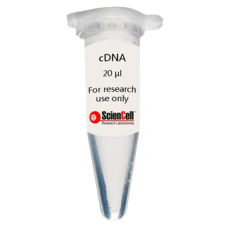 Human Esophageal Fibroblast cDNA
