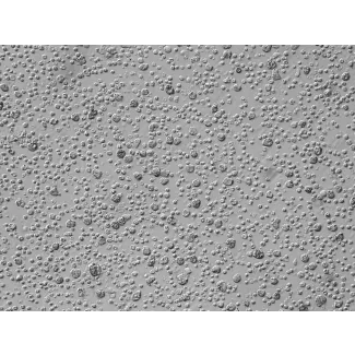 Human Liver Mononuclear Cells (HLMC) – Relief Contrast, 200x
