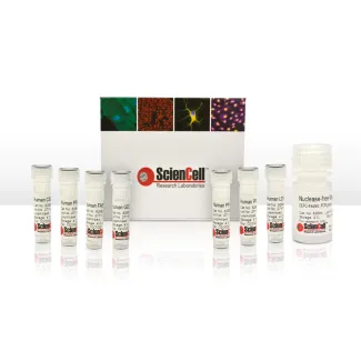 Human Mesenchymal Stem Cell Adipogenesis Detection qPCR Kit