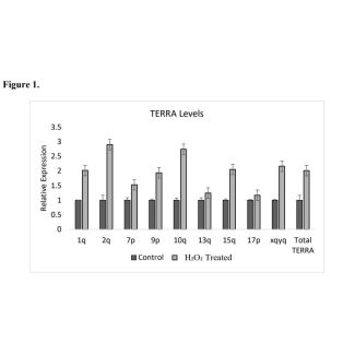 Human Telomeric repeat–containing RNA detection qPCR Kit