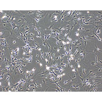 Mouse Astrocytes-spinal cord (MA-sc) - Phase contrast, 100x.
