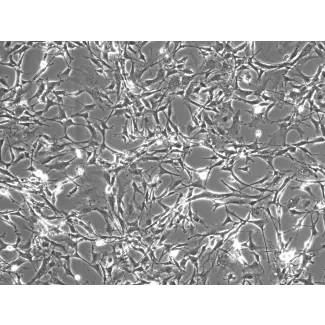 Mouse Astrocytes-spinal cord (MA-sc) - Phase contrast, 100x.
