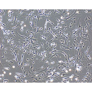 Mouse Astrocytes-spinal cord (MA-sc) - Phase contrast, 200x.
