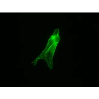 Mouse Cardiac Myocytes from CD1 (MCM) – Immunostaining for Tropomyosin (Sigma, Cat #T9283)
