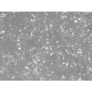 Mouse Hepatic Macrophages (MHMa)-Phase Contrast, 100x.
