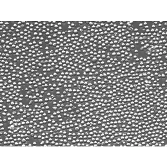 Mouse Lymphatic Mononuclear Cells (MLMC) – Relief Contrast, 200x
