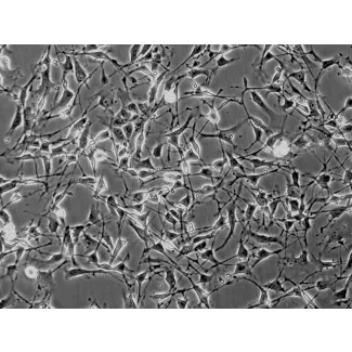 Mouse Schwann Cells (MSC) - Phase contrast, 200x.
