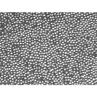 Mouse Splenocytes (MS) – Relief Contrast, 400x
