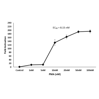 NF-kB Dual Reporter Vector 
