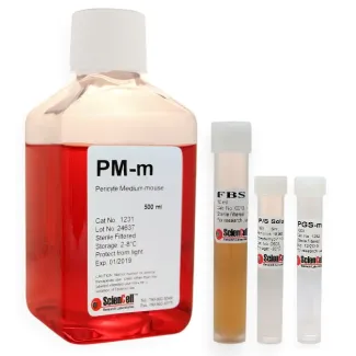 Pericyte Medium-mouse