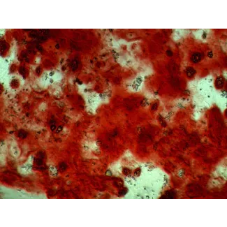 R7500 Osteogenic Differentiation b